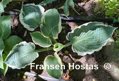 Hosta Zonda